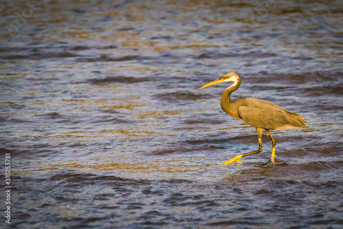 A bird walks in shallow water looking for prey © Monktwins