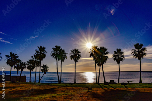 Sun Beach Palm Trees