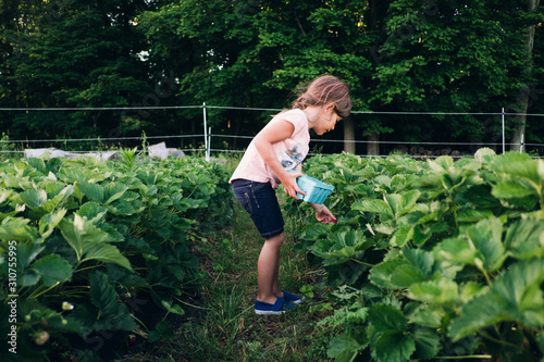 child picking strawberries photo