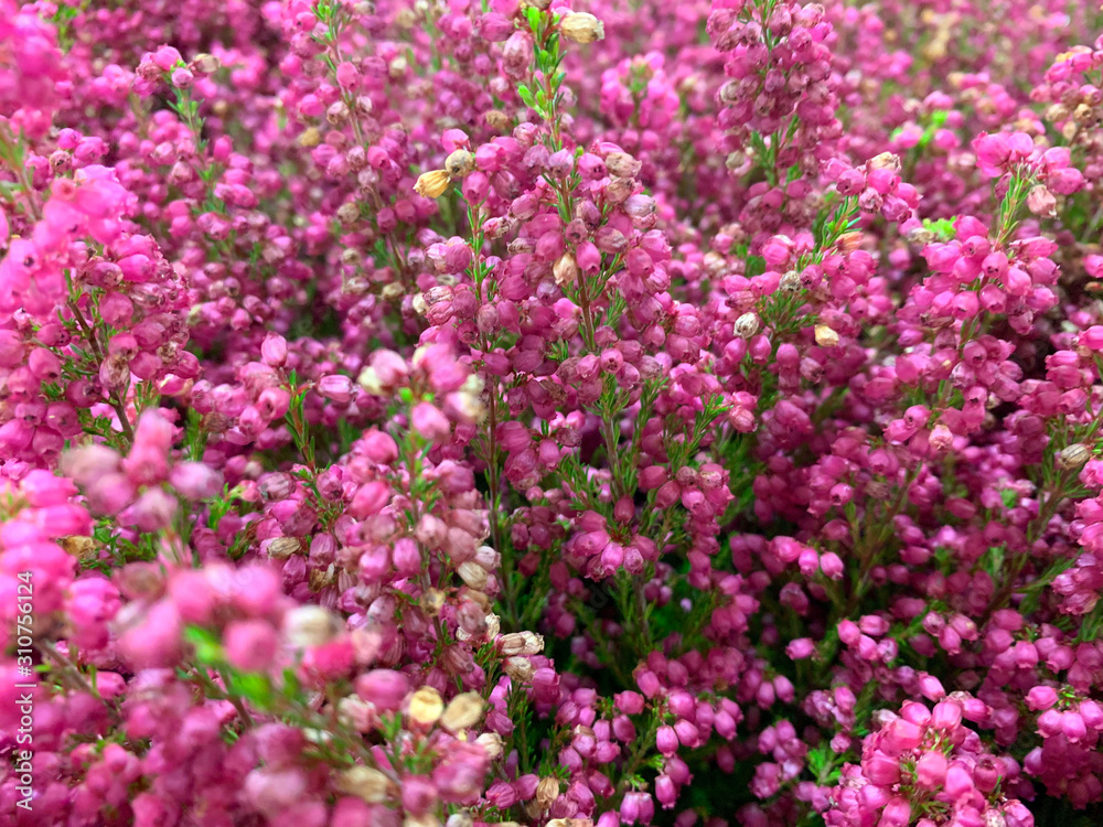 Blooming lilac, pink heather shrub. Sprig with heather flowers in bloom, foreground out of focus. Concept for postcards