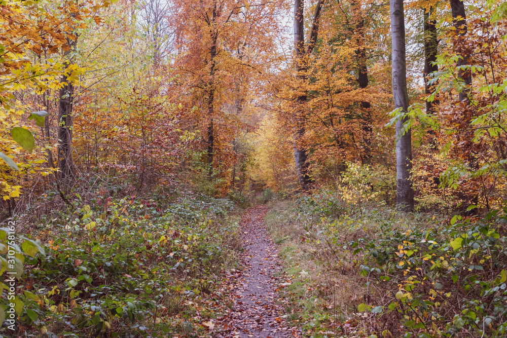 beautiful autumn trees fall landscapes beautiful autumn trees fall landscapes