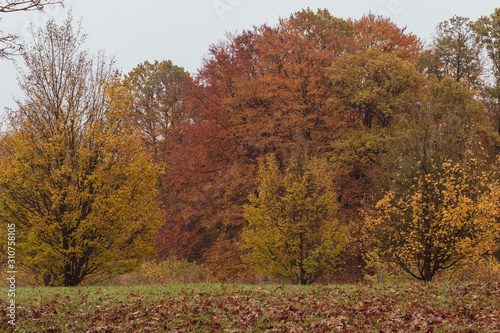 beautiful autumn trees fall landscapes 