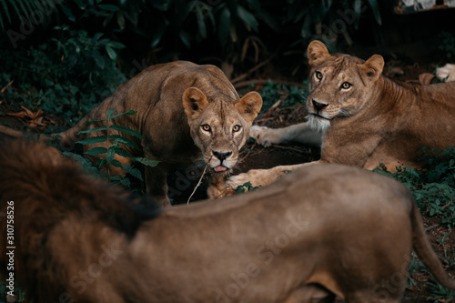 Bali Lion photo