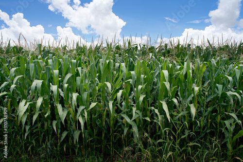Growing corn