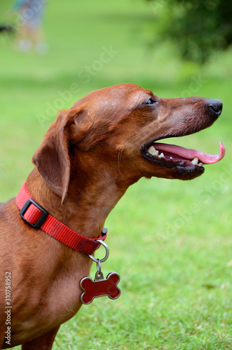 portrait of dachshund in grass
