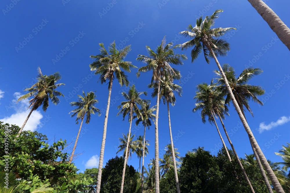 Philippines palm trees