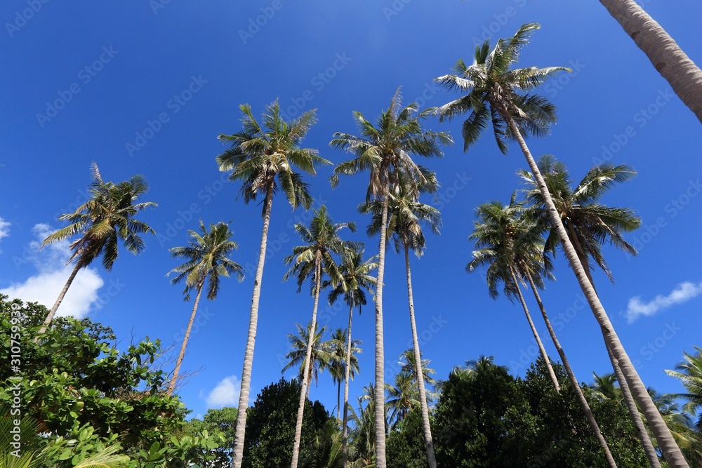 Obraz premium Philippines palm trees