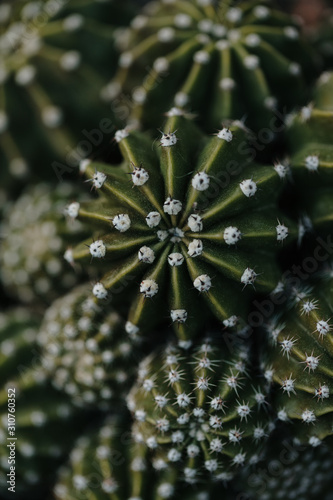 Cactus photographed from above.