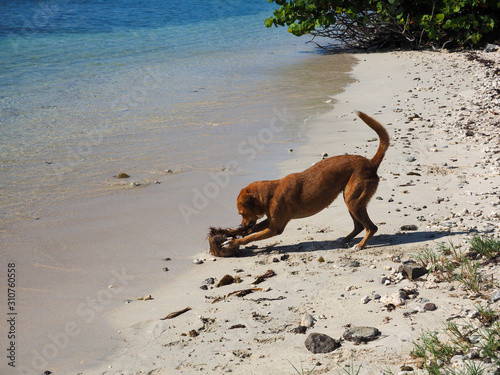 Brown dog playing with a coconut on beach in the Caribbean © MG-PHOTOGRAPHE