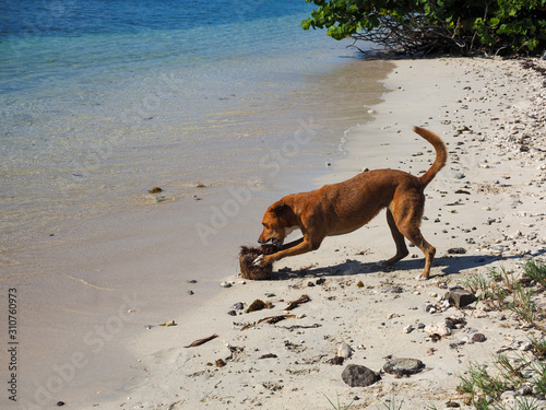 Brown dog playing with a coconut on beach in the Caribbean