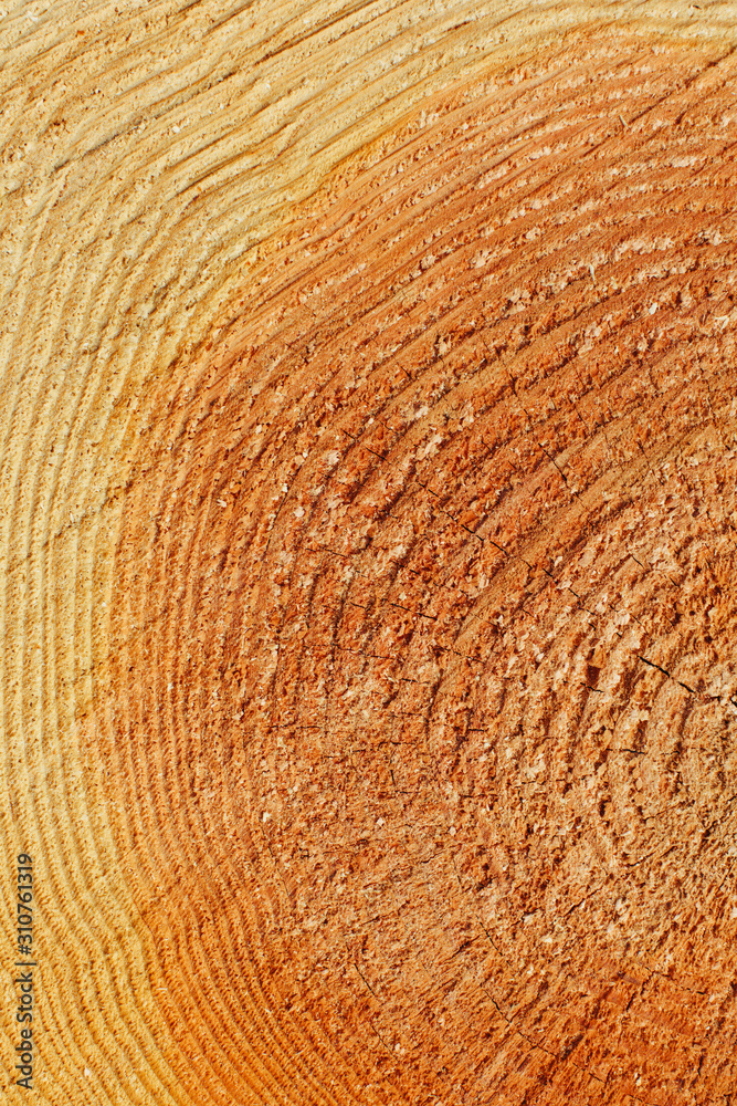 Cross section of old-growth Douglas Fir tree, focus on tree rings Cross section of old-growth Douglas Fir tree, focus on tree rings