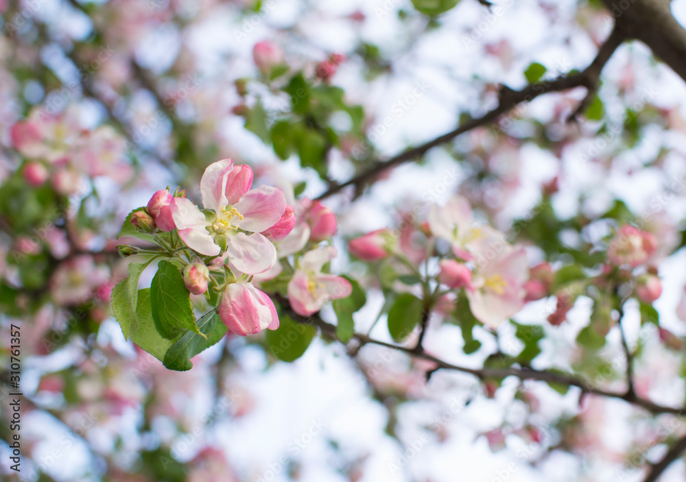 apple tree branch with flowers. Blooming branch with pink flowers.