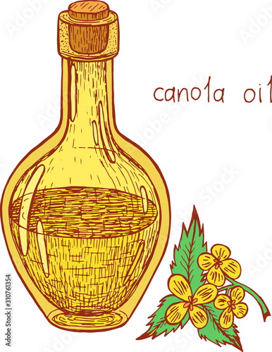 Canola oil sketch illustration. Colorful realistic artwork. Hand drawn element for restaurant menu design. Vector art