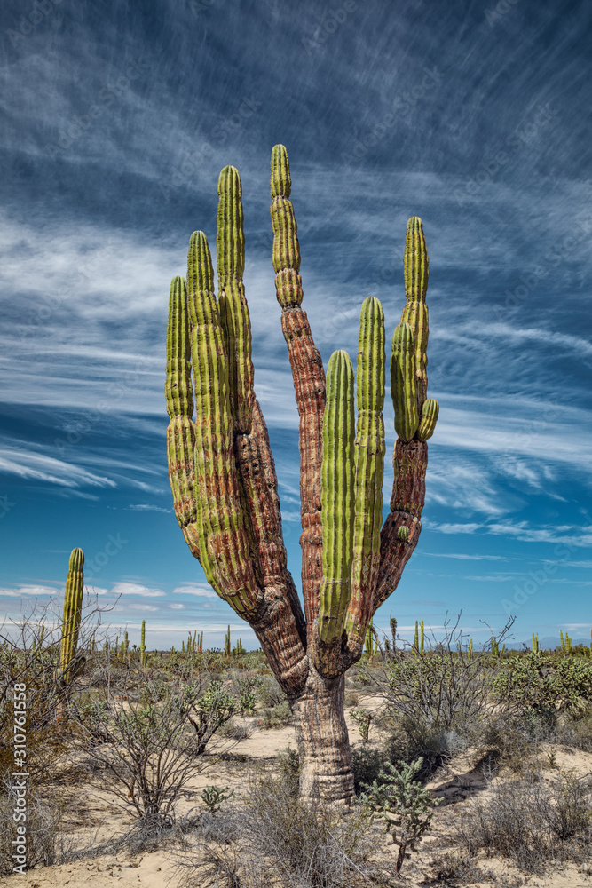 Mexican giant cactus