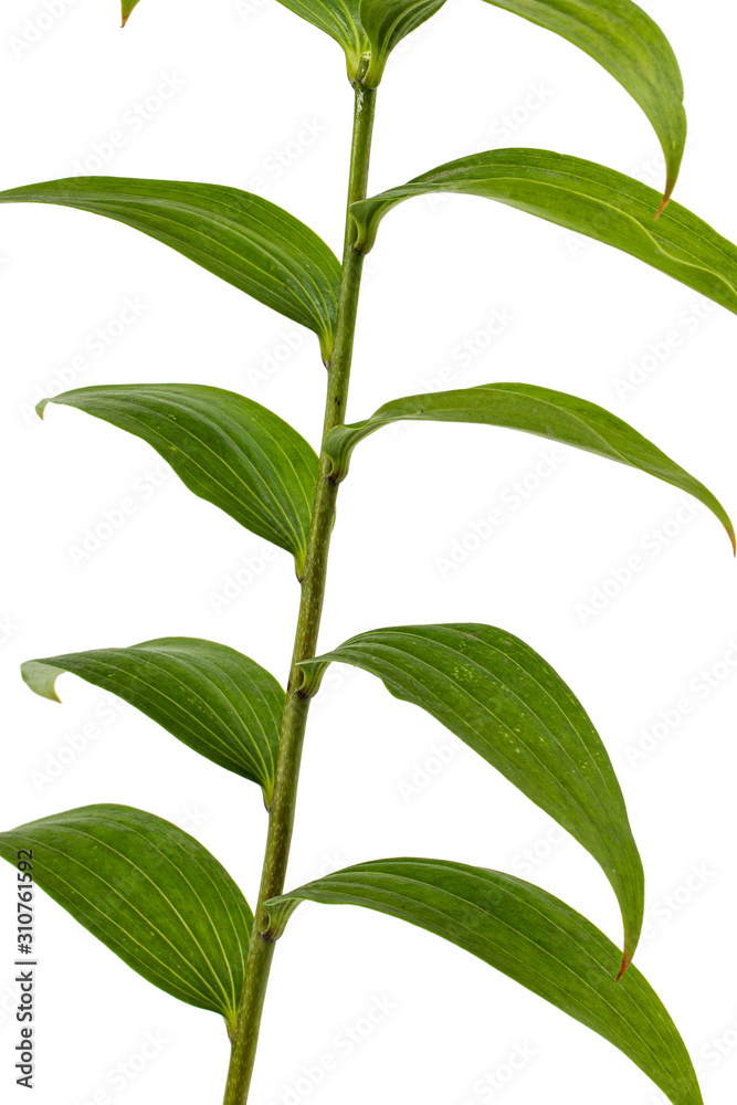 Green leaf of lily, isolated on white background