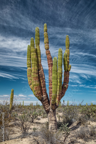 Obraz na płótnie Mexican giant cactus w salonie