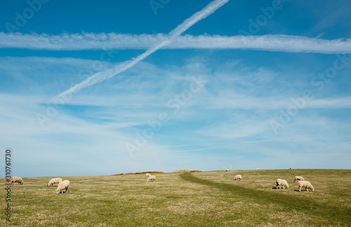 Blue skies, vapour trails and grazing sheep.