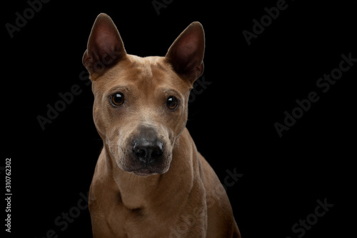 Thai ridgeback dog on a black background. Portrait of a dog in the studio © Anna Averianova