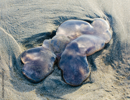 Close up of jellyfish on beach at low tide