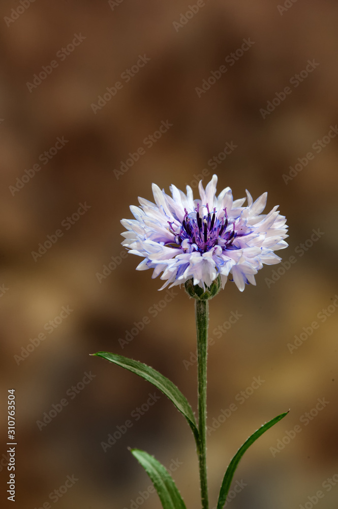 Fototapeta premium Batchelor's button flower