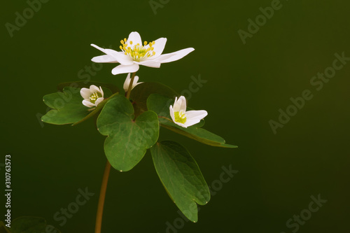 White false rue anemone wildflower photo