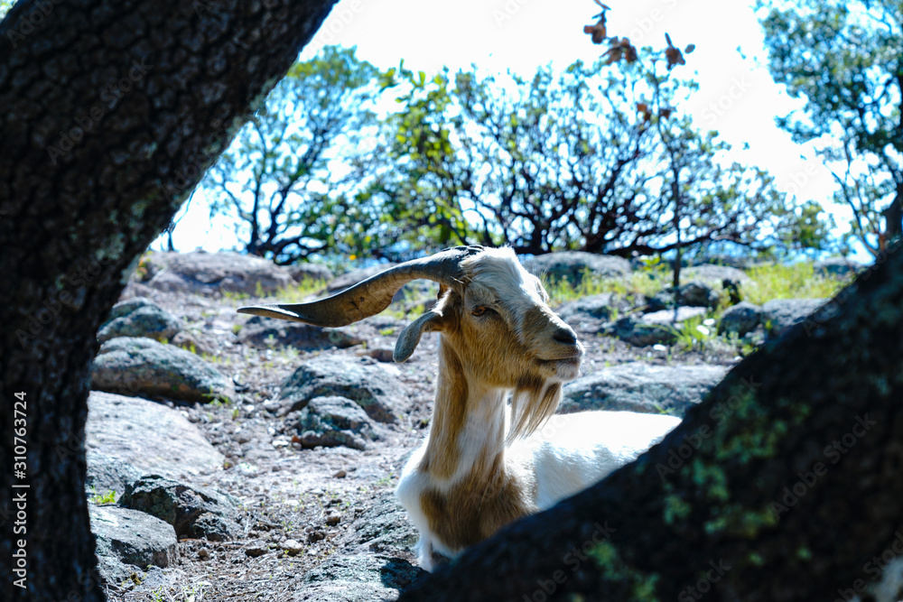 Fototapeta premium Interesting Goat