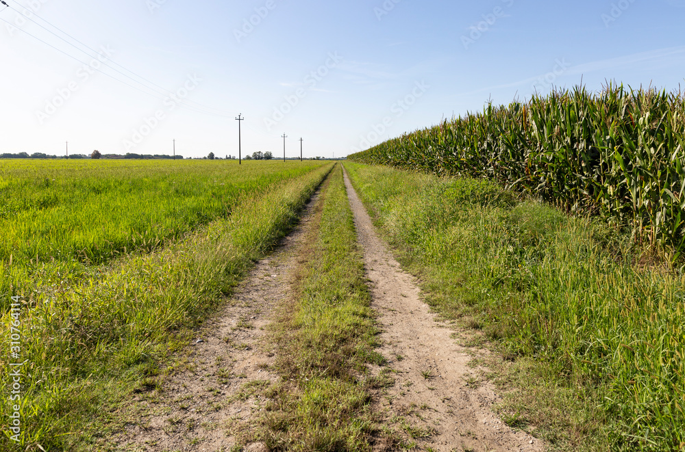 dual track dirt road through corn and rice fields next to Santhia city, province of Vercelli, Italy dual track dirt road through corn and rice fields next to Santhia city, province of Vercelli, Italy