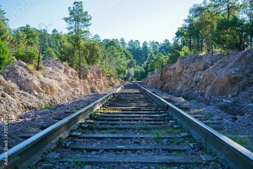 Railway in the forest photo