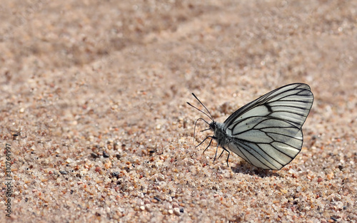 white butterfly on sand and copy space