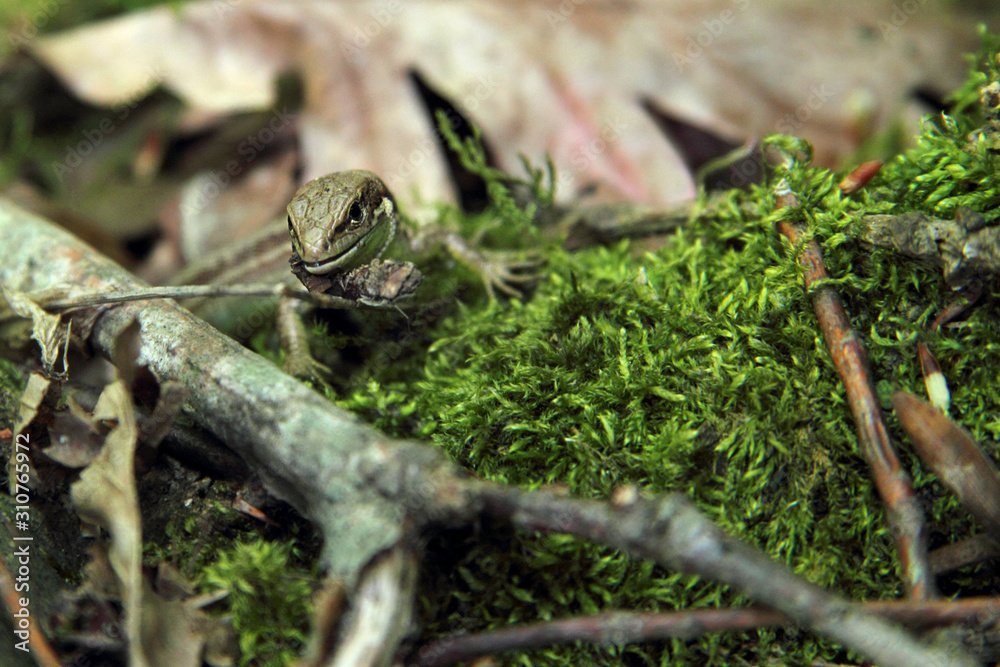 Obraz premium Caucasian lizard or Darevskia caucasica on stone close up