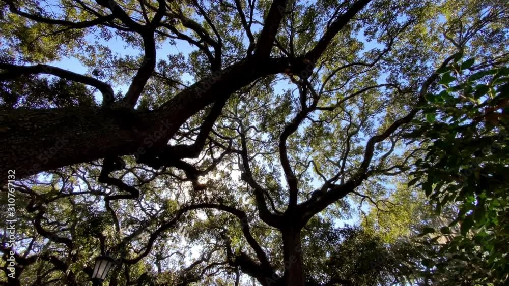 Looking up at the amazing branches of the Live Oak trees in while walking though one of the many parks in Savannah Georgia Looking up at the amazing branches of the Live Oak trees in while walking though one of the many parks in Savannah Georgia