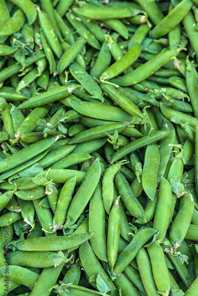 A lot of green pea pods, top view A lot of green pea pods, top view