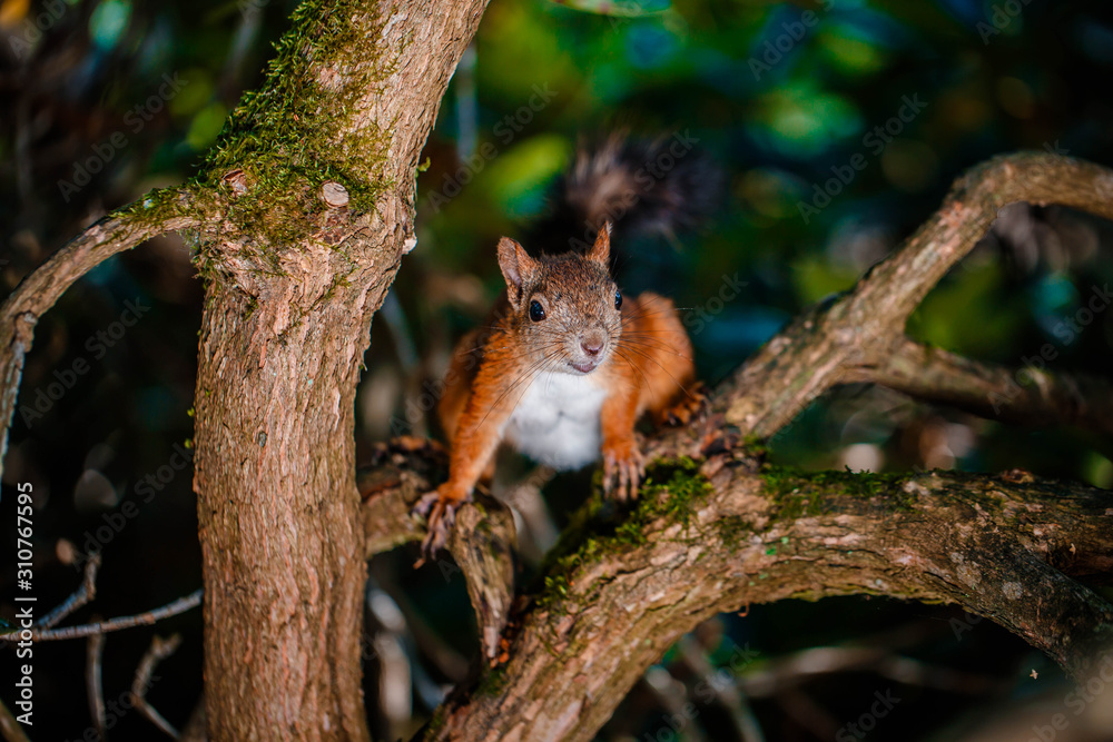 Red Squirrel sitting in the summer park sunshine colors on a branch. Red Squirrel sitting in the summer park sunshine colors on a branch.