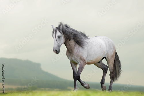 Beautiful lusitano horse waling on freedom photo