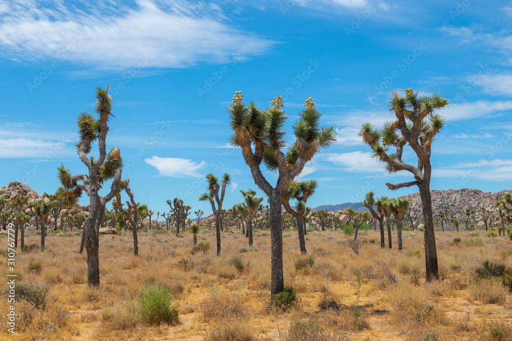 Joshua Trees in Joshua Tree National Park near Yucca Valley, California CA, USA. Joshua Trees in Joshua Tree National Park near Yucca Valley, California CA, USA.