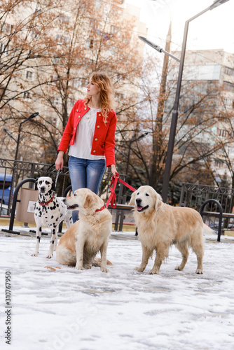 Cute young woman walking with Dalmatian dog and Golden Retriever. Woman on high heel leads three dogs on winter streets. Naughty dogs pull the leash. Problem with dogs training and discipline