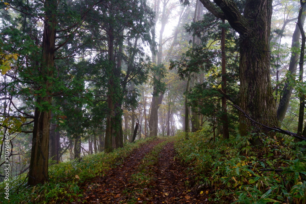 霧の林の中道