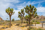 Joshua Trees in Joshua Tree National Park near Yucca Valley, California CA, USA.