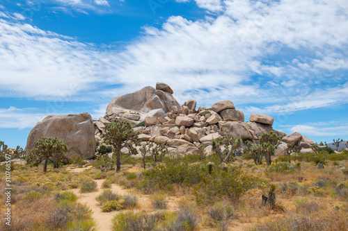 Joshua Trees in Joshua Tree National Park near Yucca Valley, California CA, USA. photo