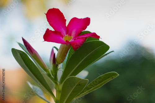  azalea flower on green background © Kai