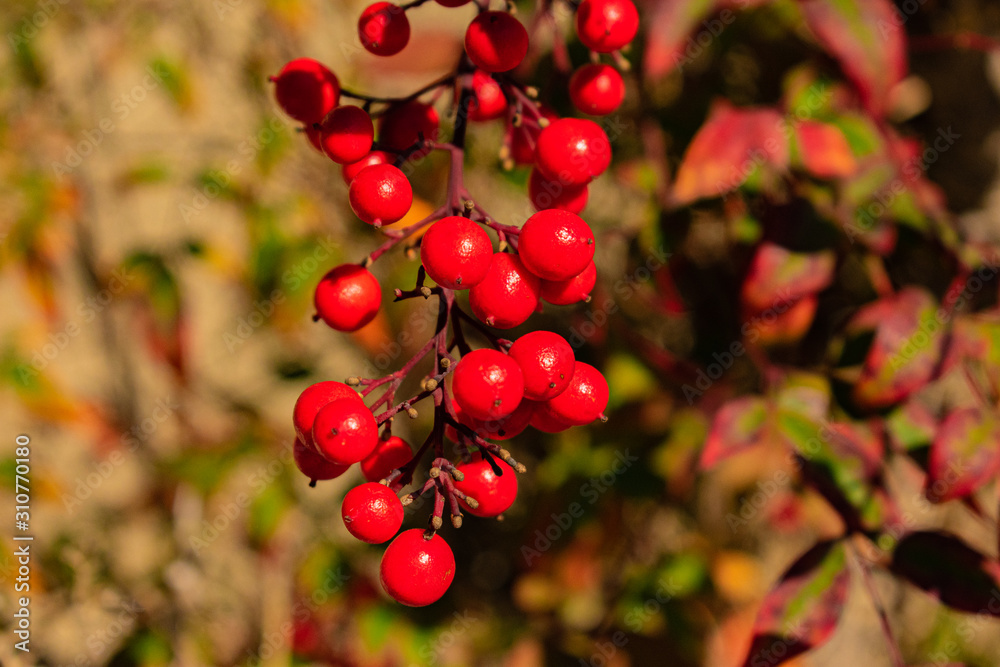 Obraz premium red berries on a branch
