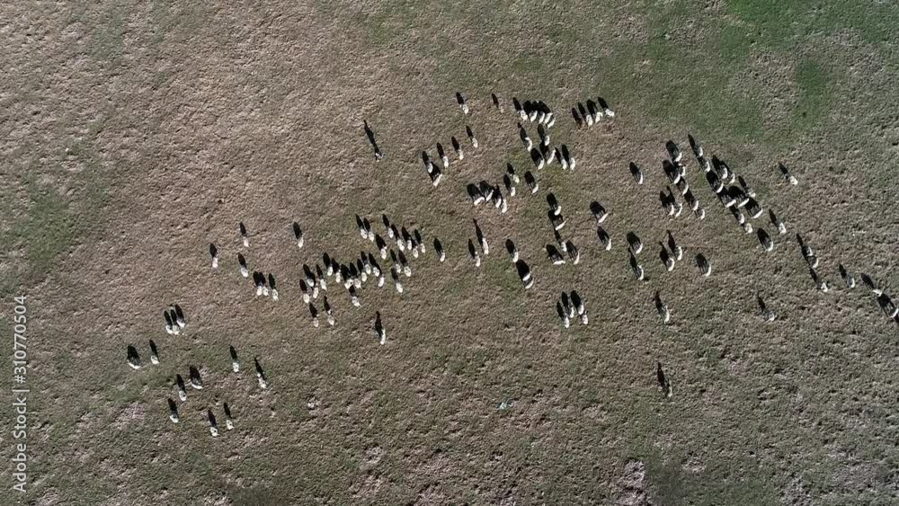 Sheeps. Sheep grazing. Sheep watching the sheep. The shadows are great Sheeps. Sheep grazing. Sheep watching the sheep. The shadows are great