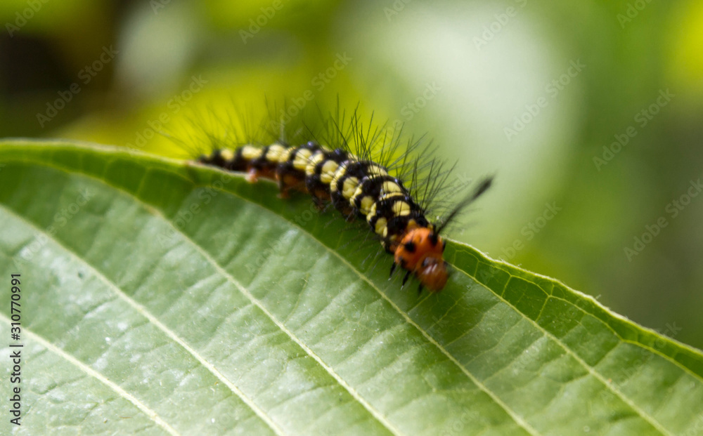 A little caterpillar possed in a green leaf A little caterpillar possed in a green leaf