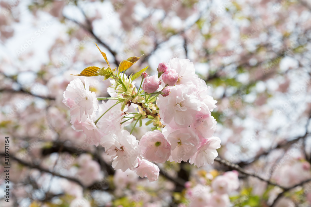 Fototapeta premium Japan, Tokyo, cherry tree 