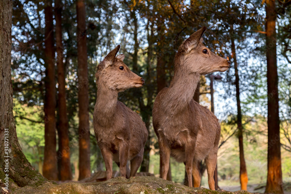Fototapeta premium Japan, Nara, deer park