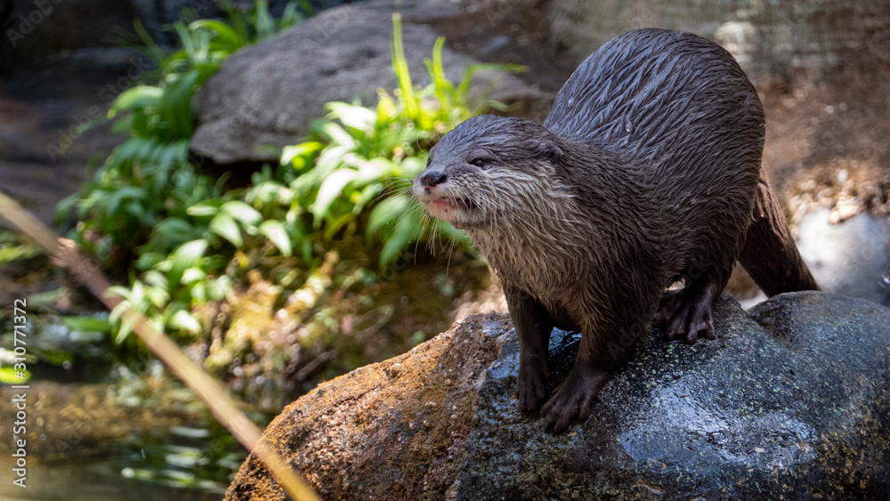 Otter on a rock full body shot looking left of frame with a snarl Otter on a rock full body shot looking left of frame with a snarl