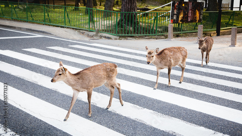 Japan, Nara, deer park 
