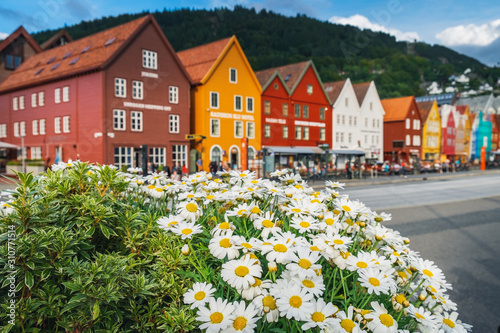 Multicolored flowers growing at the Bryggen - Hanseatic wharf in Bergen, Norway. © sonatalitravel