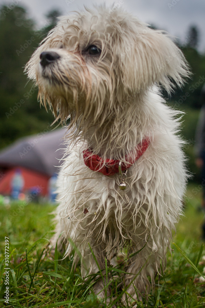 wet white dog in grass