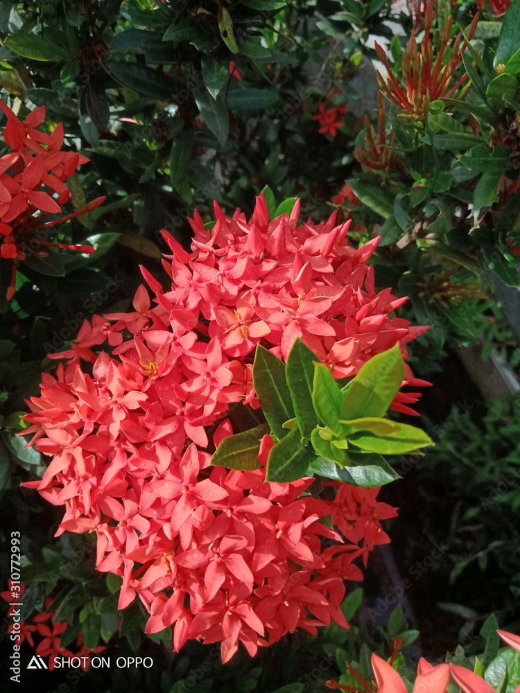 red flowers in the garden red flowers in the garden